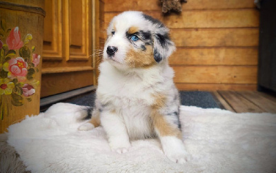 Les chiots de Berger Australien