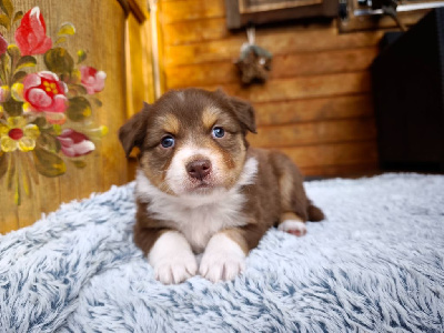 Les chiots de Berger Australien