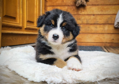 Les chiots de Berger Australien