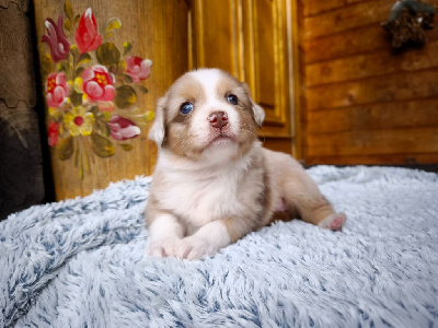 Les chiots de Berger Australien