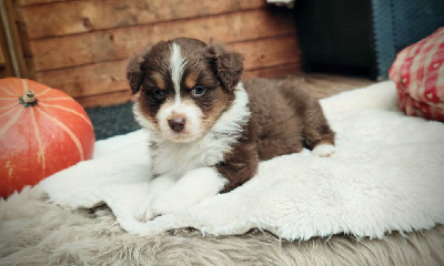 Les chiots de Berger Australien