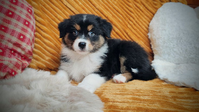 Les chiots de Berger Australien