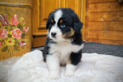 Les chiots de Berger Australien