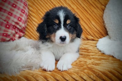 Les chiots de Berger Australien