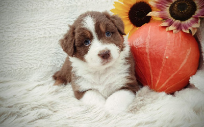 Les chiots de Berger Australien