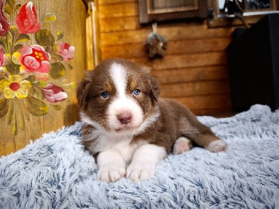 Les chiots de Berger Australien