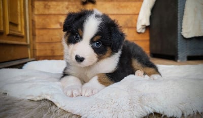 Les chiots de Berger Australien