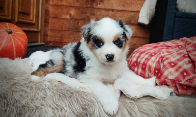 Les chiots de Berger Australien