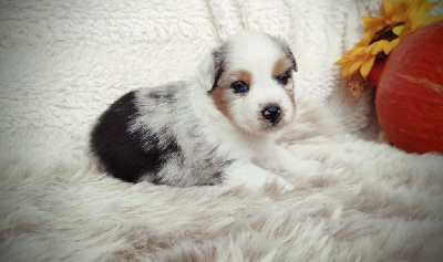 Les chiots de Berger Australien