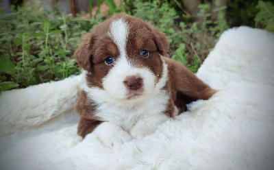 Les chiots de Berger Australien