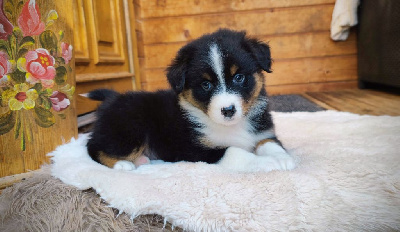 Les chiots de Berger Australien