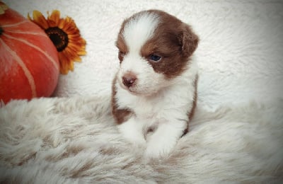 Les chiots de Berger Australien