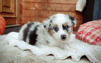 Les chiots de Berger Australien