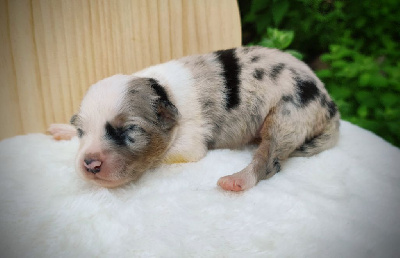 Les chiots de Berger Australien