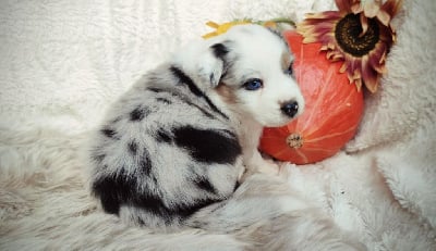 Les chiots de Berger Australien