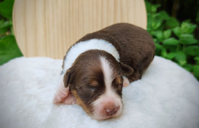 Les chiots de Berger Australien