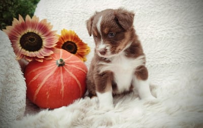 Les chiots de Berger Australien