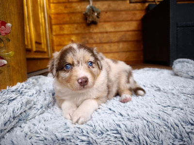 Les chiots de Berger Australien