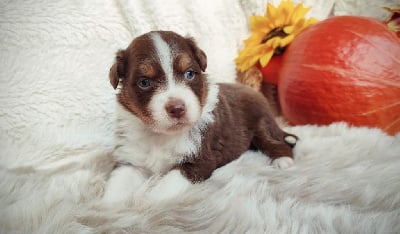 Les chiots de Berger Australien