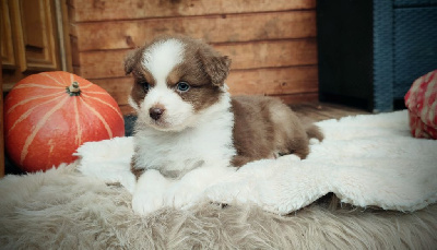 Les chiots de Berger Australien