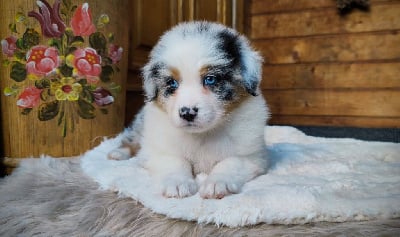 Les chiots de Berger Australien