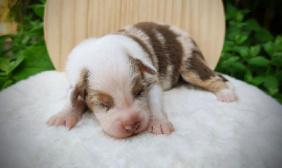 Les chiots de Berger Australien