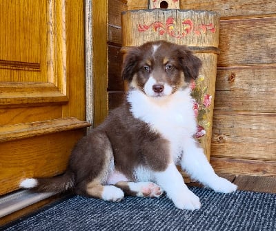 Les chiots de Berger Australien