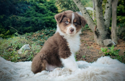 Les chiots de Berger Australien