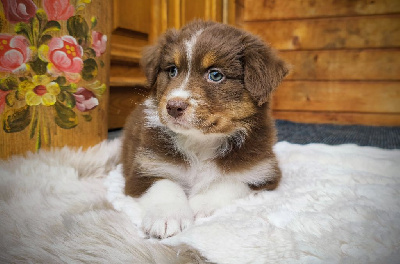 Les chiots de Berger Australien