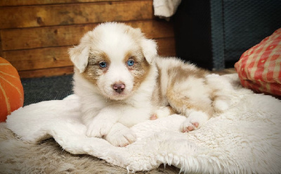 Les chiots de Berger Australien