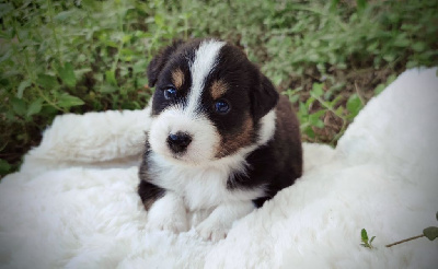 Les chiots de Berger Australien