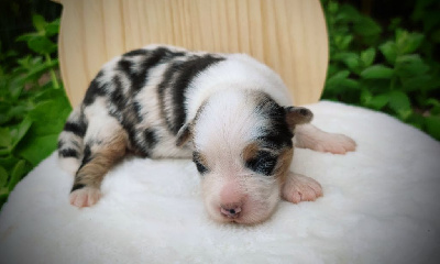 Bleu Merle - Berger Australien