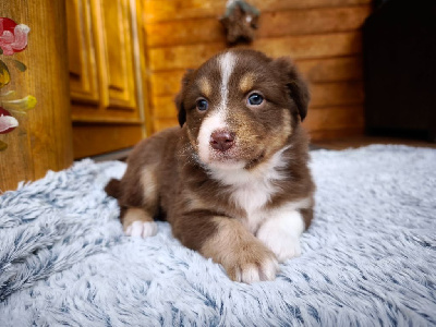 Les chiots de Berger Australien