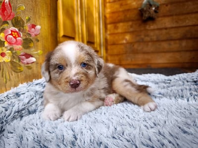 Les chiots de Berger Australien