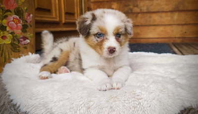 Les chiots de Berger Australien