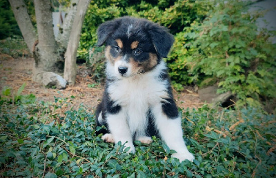 Les chiots de Berger Australien