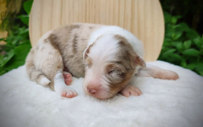 Les chiots de Berger Australien