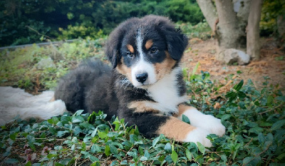 Les chiots de Berger Australien