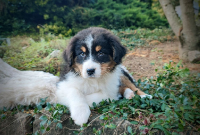 Les chiots de Berger Australien