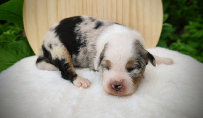 Les chiots de Berger Australien