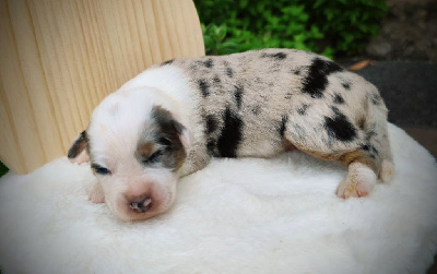 Les chiots de Berger Australien