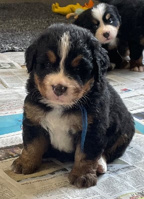 Les chiots de Bouvier Bernois