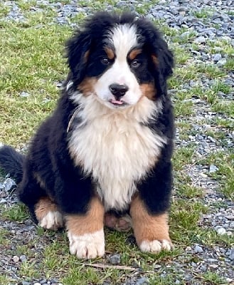 Les chiots de Bouvier Bernois