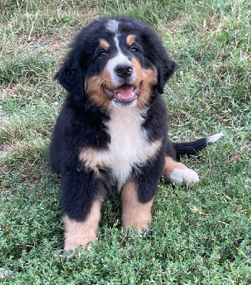 Les chiots de Bouvier Bernois