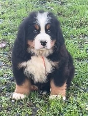 Les chiots de Bouvier Bernois