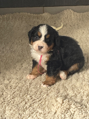 Les chiots de Bouvier Bernois