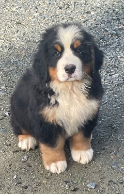 Les chiots de Bouvier Bernois