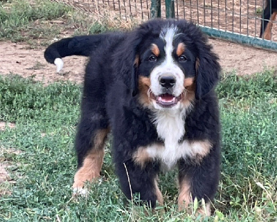 Les chiots de Bouvier Bernois