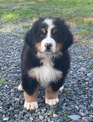 Les chiots de Bouvier Bernois