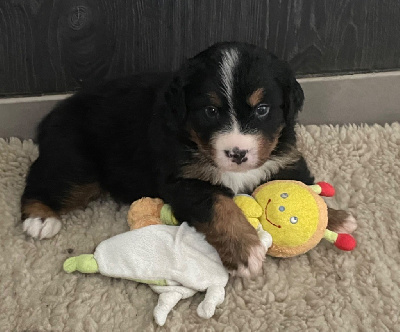 Les chiots de Bouvier Bernois